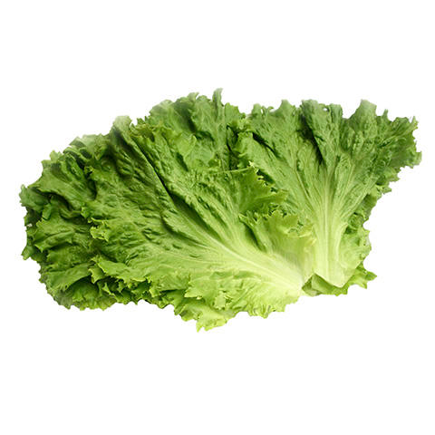 Lettuce Green Leaf